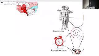 Thyagharajan D (2024): Sensorimotor integration in the basal ganglia in Parkinson's disease