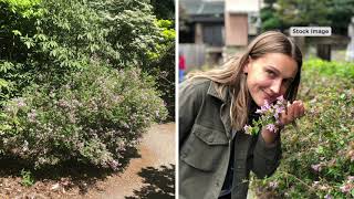 Roberta's 1-Piece Summer Blooming Dwarf Lilac Live Plants on QVC