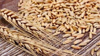 5 Incredible Health Benefits Of Rye