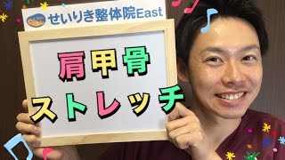 肩甲骨のストレッチ