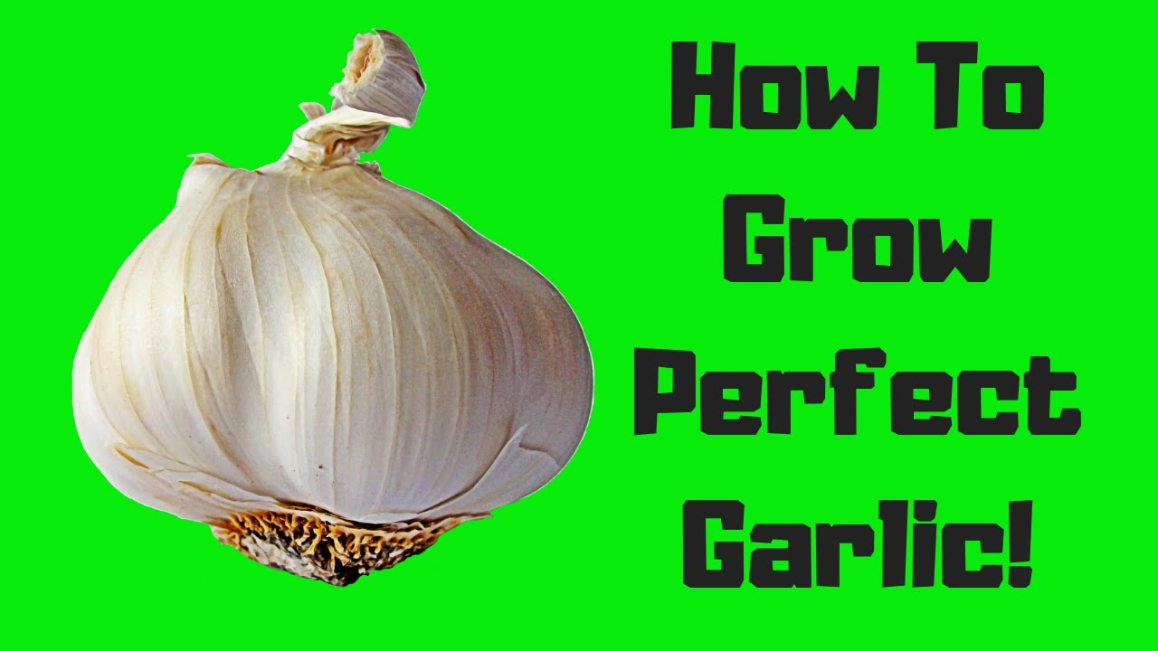 How To Grow Perfect Garlic