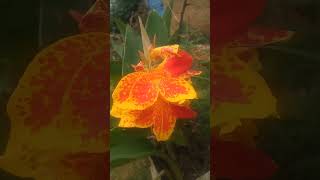 Unknown Caller Free Yourself