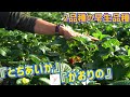 「いちご栽培 いちご農家」2品種の早生品種をご紹介　生育状況と栽培ポイントについて