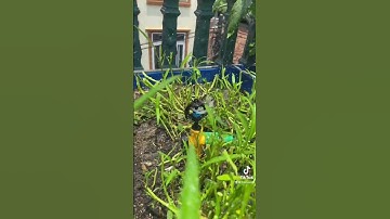 💦 BÉC TƯỚI XOAY PHUN MƯA TM-315 – Xoay Tròn 360°, Tưới Đều Mọi Góc, Siêu Tiết Kiệm Nước!