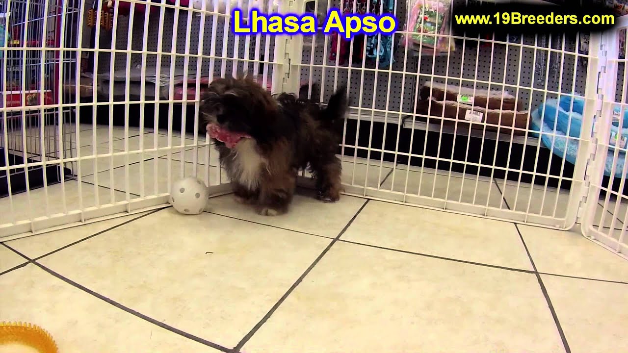 Lhasa Apso, Puppies, For, Sale, In, Boise City, Idaho, ID, Rexburg