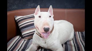 George - English Bull Terrier - 4 Weeks Residential Dog Training