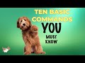 10 basic commands to teach your dog