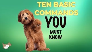 10 most basic commands every dog owner should know