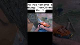 Pine Tree Removal - No Editing - Tree Climber Part 2#cutting #treecutting #usa #edit #chaisawman