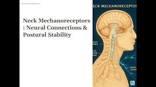 1-5. Sensory Inputs Involved in Postural Control: The Role of Neck Mechanoreceptors