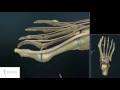 Dr Bruno LEVY - Traitement percutané mini-invasif de l'hallux valgus