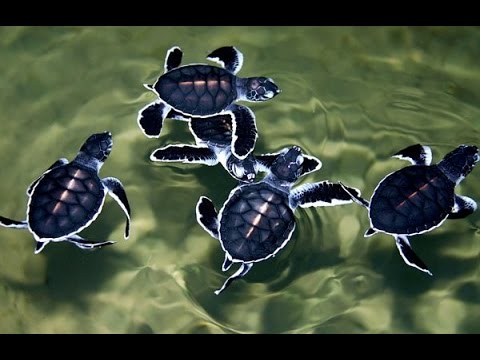 Sea Turtle Conservation - turtle farm in Kosgoda, Sri Lanka - YouTube