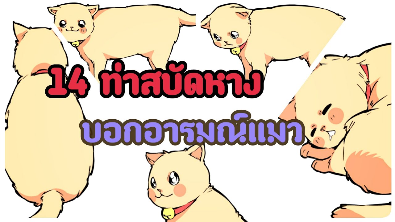 14 ท่าสบัดหาง ของแมว บ่งบอกถึงอะไรบ้าง:Cat story