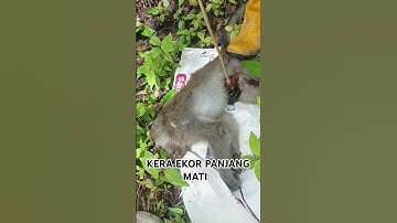 KERA EKOR PANJANG