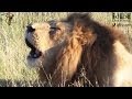 2 Male Lions Roaring In The African Savanna