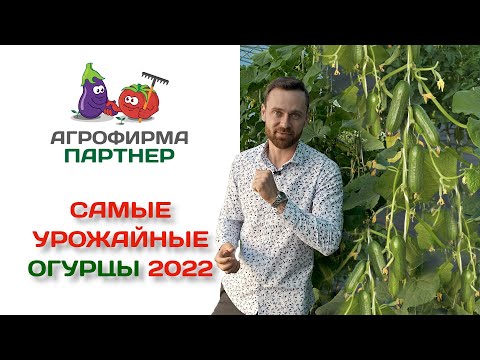 Самые урожайные огурцы 2022