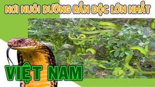 THAM QUAN TRẠI RẮN ĐỒNG TÂM. NƠI ĐIỀU TRỊ RẮN CẮN VÀ NUÔI GIỮ CÁC LOÀI RẮN ĐỘC LỚN NHẤT CẢ NƯỚC