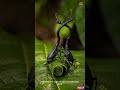 😱 This Insect Grew A Neck Longer Than Its Own Body