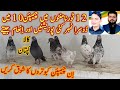 Champion pigeons of peer fawad azeem ustad ch khuram amra  kabutar bazi