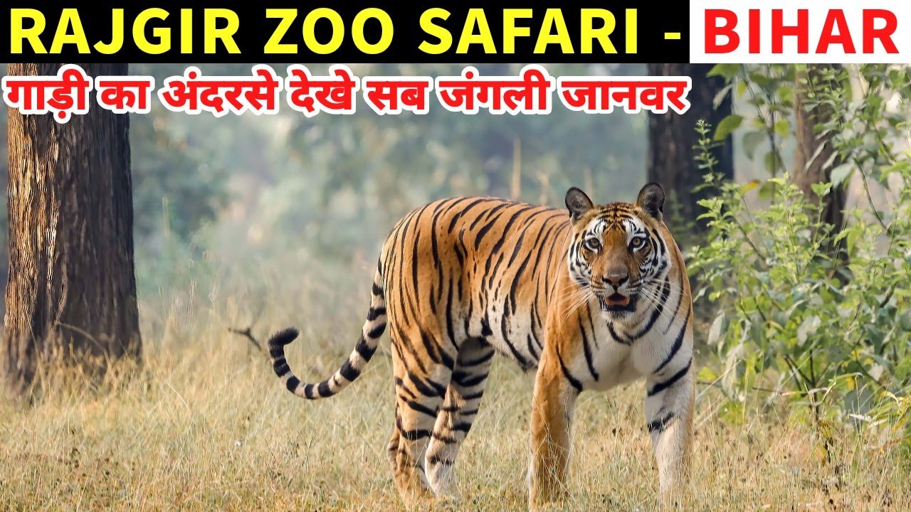zoo safari park rajgir ticket price