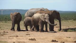 Discover the Big Five of Africa  10 Fascinating Facts!