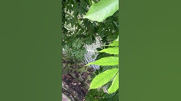 #سورة_النساء آية 27-28 بصوت القارئ الشيخ #علي_جابر رحمه الله #قرأن #اكسبلور #المصحف #توبه #رحمه