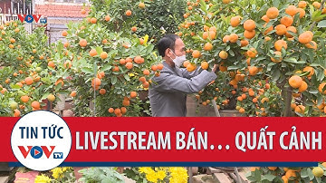 Livestream bán… quất cảnh: Giải pháp tìm đầu ra của làng quất Tứ Liên