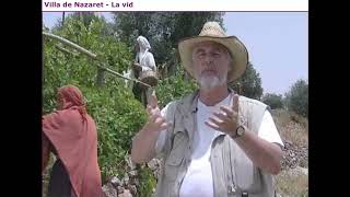 LA VID EN TIEMPOS DE JESÚS LA VID EN TIEMPOS DE JESÚS
