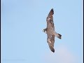 08.09.19. Голуби и два Сокола Сапсана. Pigeons and two Peregrine Falcons