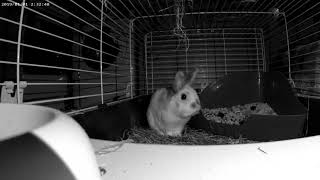 La Rabbit