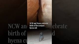 Neom celebrate birth of first striped hyena
