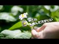 これ本当？➡︎「ジャガイモの花は摘まなくていい？」
