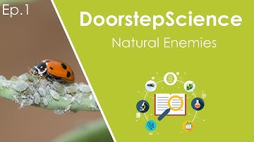 Natural enemies | DoorstepScience by Cesar