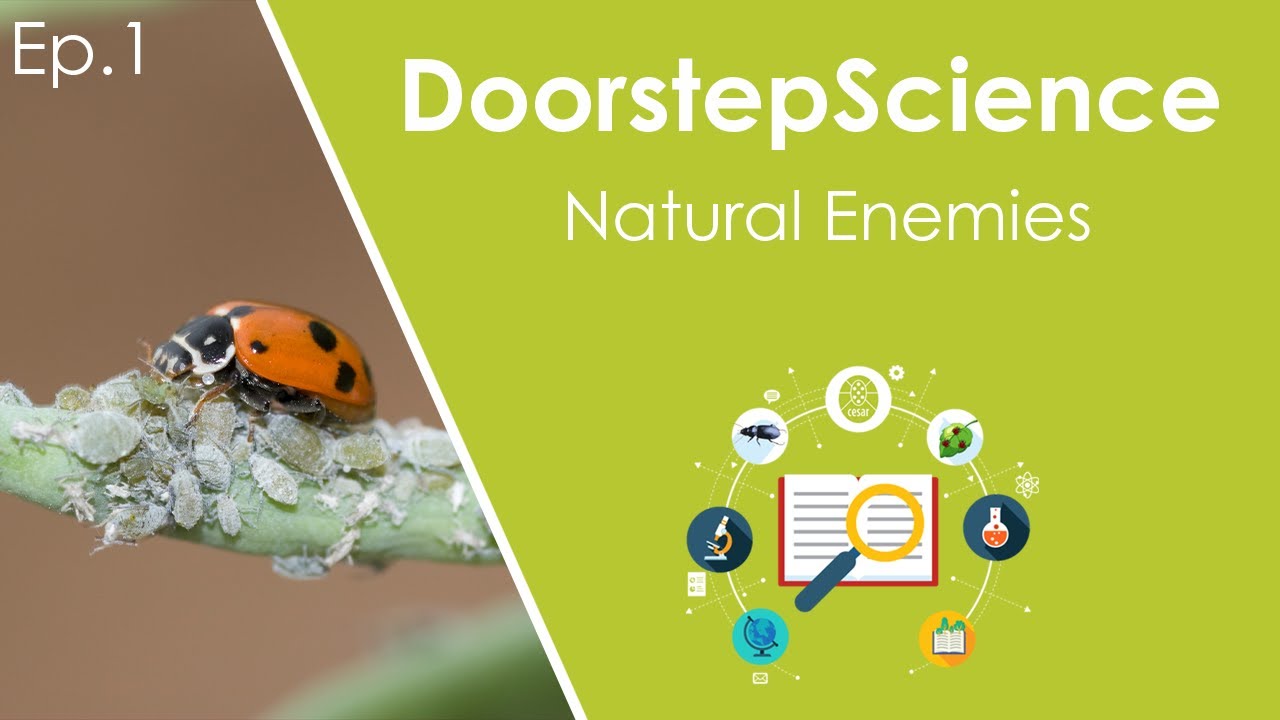 Natural enemies | DoorstepScience by Cesar