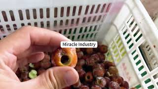 Details How Dates Are Pitted in a Factory | Semi-Automatic Date Pitting Machine News