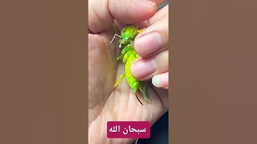 سورة التكوير  عبد الباسط عبد الصمد