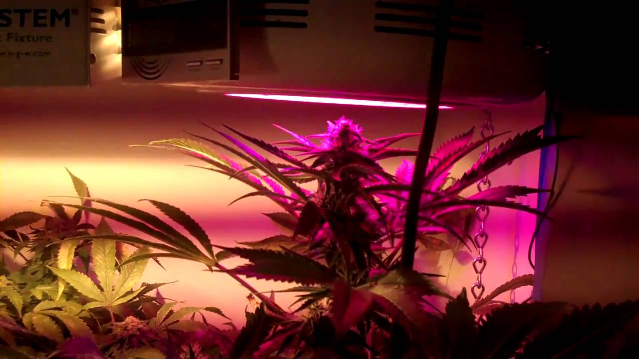 52 Days into My Purple Kush and Grand Daddy purple flower cycle by SACKHEAD420