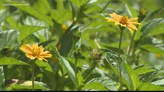 Recent flooding from storms prompts homeowners to use salt-tolerant plants