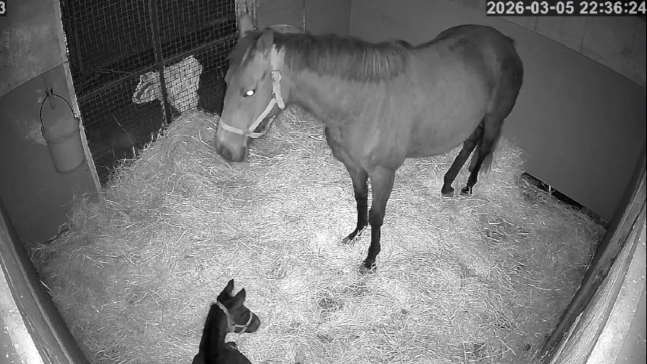 ジレーネ26｜生後10日 (ゴールドシップ仔)