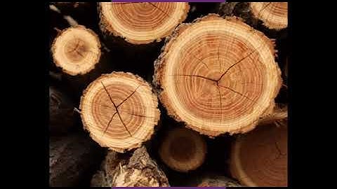 What is Dendrochronology?? Amazing fact:68