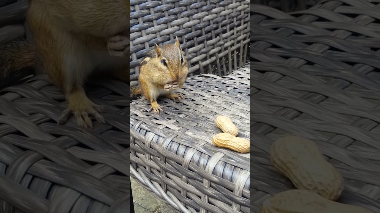 Chipmunk feeding fun