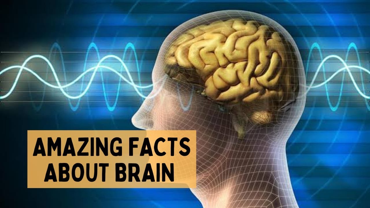 Twenty one Amazing Facts About Human Brain | Amazing Facts - YouTube