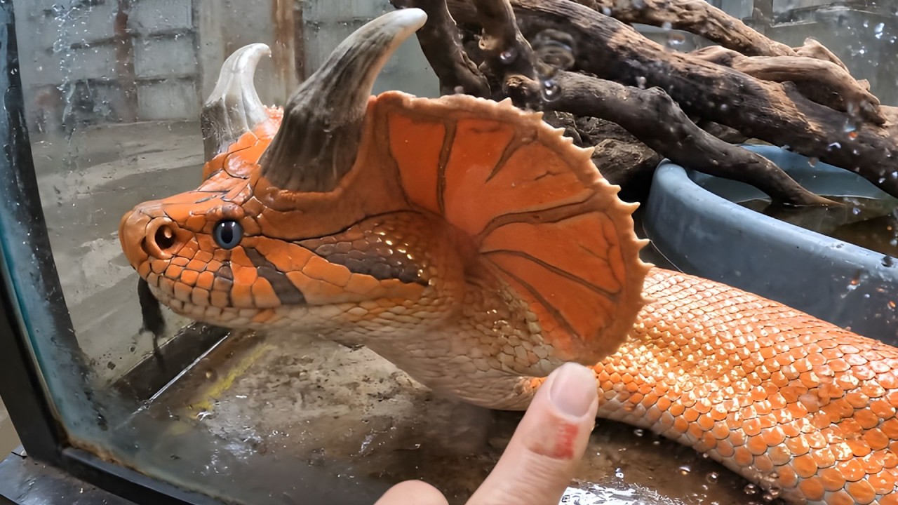 I visited the mutant snake research institute — I couldn’t believe they exist.