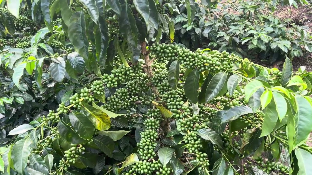 La variedad caturro chiroso