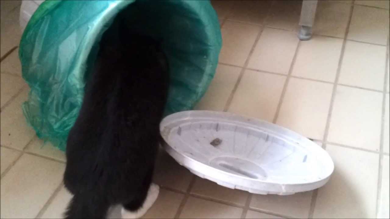 Cat Examining Trash Can
