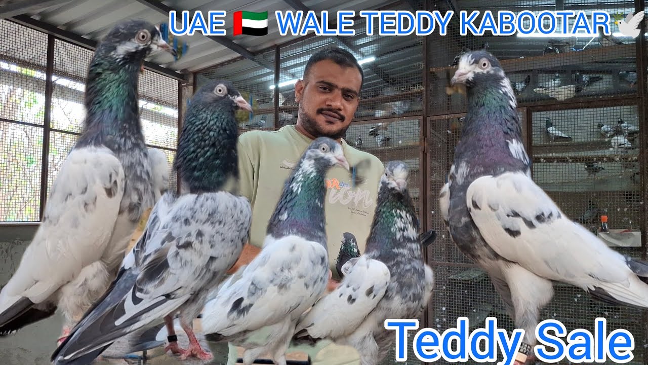 Rahamat Pigeon🕊️ Farm Ke UAE 🇦🇪 Wale Teddy Kabutar🕊️, Maharashtra Mumbai Santacruz East,