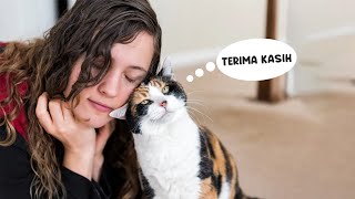 5 Cara Kucing Berterima Kasih Pada Pemiliknya