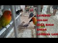 Lovebird koloni ampuh 100% bikin lovebird lain ikut bunyi jadi gacor