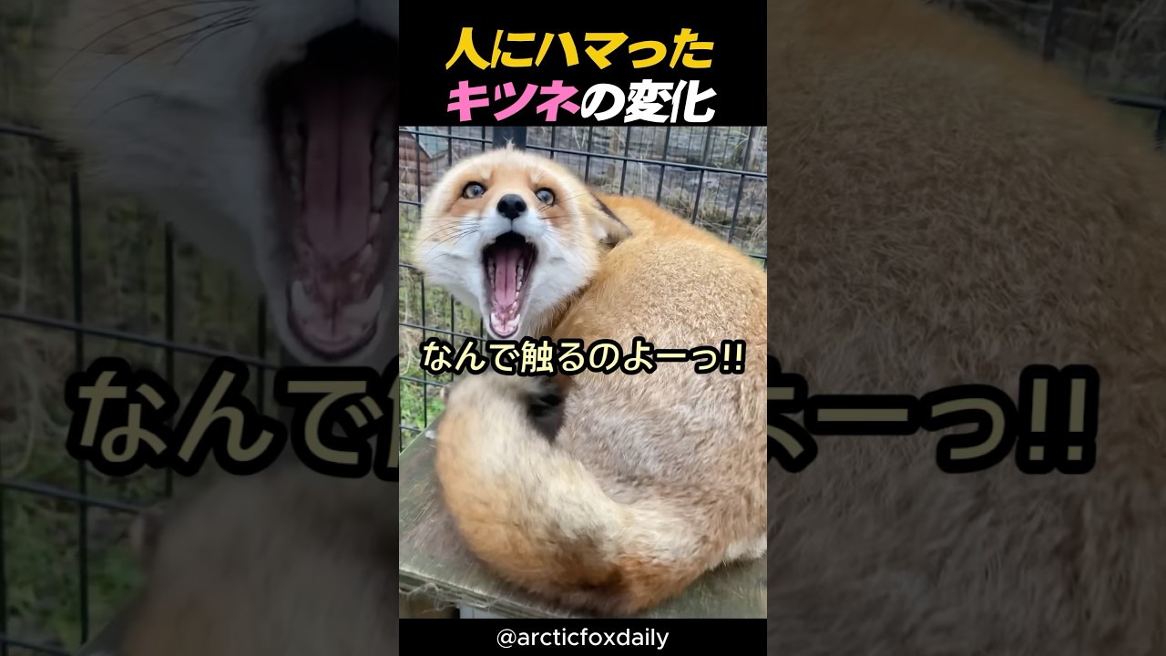 人に夢中! キツネが見せた驚きの変化