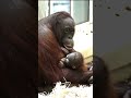 Touching Moment Between A Mom And Her Baby Orangutan Shorts Orangutans Funnyvideo Funnyanimals